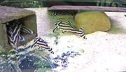  Pleco L046 and others for sale